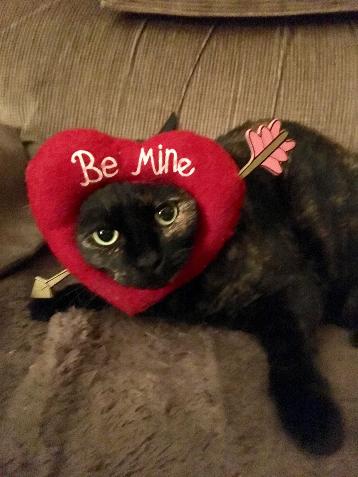 The Times Cutest Pets of Winter 2018